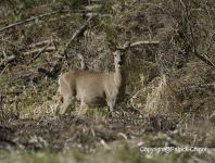 images/CERF-ET-CHEVREUIL/LA-DERNIER copie.jpg